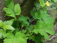 Chelidonium majus 32, Stinkende gouwe, Saxifraga-Rutger Barendse