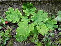 Chelidonium majus 33, Stinkende gouwe, Saxifraga-Rutger Barendse