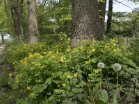 Chelidonium majus 35, Stinkende gouwe, Saxifraga-Willem van Kruijsbergen