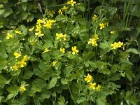 Chelidonium majus 4, Stinkende gouwe, Saxifraga-Jan van der Straaten