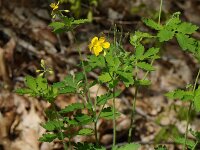 Chelidonium majus 01 #47292 : Stinkende gouwe, Chelidonium majus