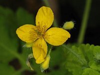 Chelidonium majus 01 #47286 : Stinkende gouwe, Chelidonium majus