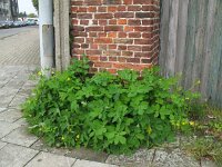 Chelidonium majus 9, Stinkende gouwe, Saxifraga-Rutger Barendse