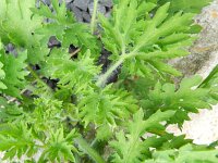 Chelidonium majus var lacianatum 20, Saxifraga-Rutger Barendse