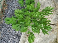 Chelidonium majus var lacianatum 21, Saxifraga-Rutger Barendse