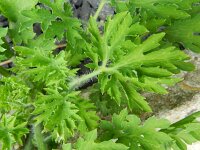 Chelidonium majus var lacianatum 22, Saxifraga-Rutger Barendse