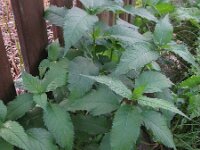 Chelone obliqua 2, Saxifraga-Rutger Barendse