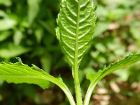 Chelone obliqua 6, Saxifraga-Rutger Barendse