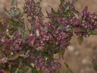 Chenopodiastrum murale 10, Muurganzevoet, Saxifraga-Willem van Kruijsbergen