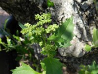 Chenopodiastrum murale 11, Muurganzenvoet, Saxifraga-Rutger Barendse