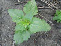 Chenopodiastrum murale 12, Muurganzenvoet, Saxifraga-Rutger Barendse