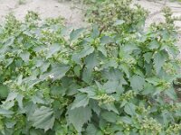 Chenopodiastrum murale 13, Muurganzenvoet, Saxifraga-Rutger Barendse