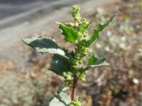 Chenopodiastrum murale 18, Muurganzenvoet, Saxifraga-Rutger Barendse