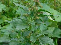 Chenopodiastrum murale 19, Muurganzenvoet, Saxifraga-Ed Stikvoort