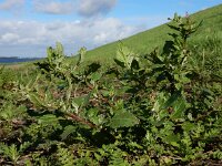 Chenopodiastrum murale 20, Muurganzenvoet, Saxifraga-Ed Stikvoort