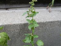 Chenopodiastrum murale 21, Muurganzenvoet, Saxifraga-Ed Stikvoort