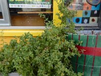 Chenopodiastrum murale 23, Muurganzenvoet, Saxifraga-Ed Stikvoort