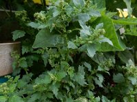 Chenopodiastrum murale 24, Muurganzenvoet, Saxifraga-Ed Stikvoort