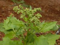 Chenopodiastrum murale 27, Muurganzenvoet, Saxifraga-Ed Stikvoort