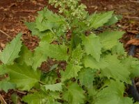 Chenopodiastrum murale 28, Muurganzenvoet, Saxifraga-Ed Stikvoort
