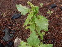 Chenopodiastrum murale 29, Muurganzenvoet, Saxifraga-Ed Stikvoort