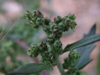 Chenopodiastrum murale 3, Muurganzenvoet, Saxifraga-Rutger Barendse