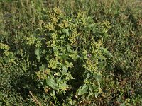 Chenopodiastrum murale 6, Muurganzenvoet, Saxifraga-Peter Meininger