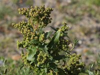 Chenopodiastrum murale 7, Muurganzenvoet, Saxifraga-Peter Meininger