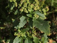 Chenopodiastrum murale 9, Muurganzenvoet, Saxifraga-Peter Meininger