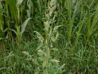Chenopodium album 8, Melganzenvoet, Saxifraga-Ed Stikvoort