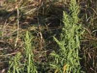 Chenopodium ambrosioides 11, Welriekende ganzenvoet, Saxifraga-Peter Meininger