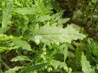 Chenopodium ambrosioides 12, Welriekende ganzenvoet, Saxifraga-Rutger Barendse