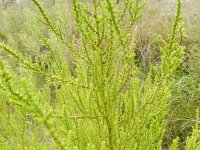 Chenopodium ambrosioides 13, Welriekende ganzenvoet, Saxifraga-Rutger Barendse