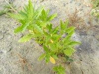 Chenopodium ambrosioides 14, Welriekende ganzenvoet, Saxifraga-Rutger Barendse