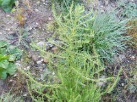 Chenopodium ambrosioides 15, Welriekende ganzenvoet, Saxifraga-Rutger Barendse