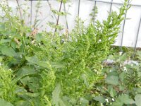 Chenopodium ambrosioides 16, Welriekende ganzenvoet, Saxifraga-Rutger Barendse