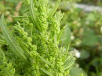 Chenopodium ambrosioides 17, Welriekende ganzenvoet, Saxifraga-Rutger Barendse