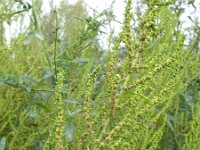 Chenopodium ambrosioides 3, Welriekende ganzenvoet, Saxifraga-Rutger Barendse