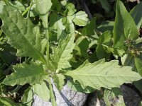 Chenopodium ambrosioides 4, Welriekende ganzenvoet, Saxifraga-Rutger Barendse