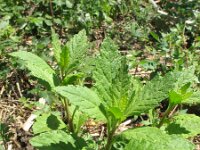 Chenopodium ambrosioides 6, Welriekende ganzenvoet, Saxifraga-Rutger Barendse