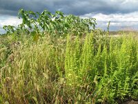 Chenopodium ambrosioides 7, Welriekende ganzenvoet, Saxifraga-Rutger Barendse