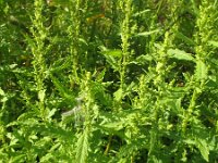 Chenopodium ambrosioides 8, Welriekende ganzenvoet, Saxifraga-Rutger Barendse