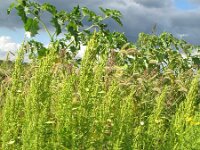 Chenopodium ambrosioides 9, Welriekende ganzenvoet, Saxifraga-Rutger Barendse