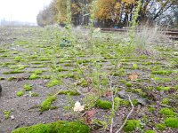 Chenopodium botrys 2, Druifkruid, Saxifraga-Rutger Barendse