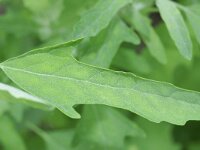 Chenopodium ficifolium 2, Stippelganzenvoet, Saxifraga-Rutger Barendse