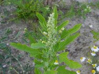 Chenopodium ficifolium 3, Stippelganzenvoet, Saxifraga-Rutger Barendse