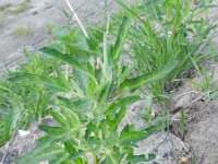 Chenopodium ficifolium 4, Stippelganzenvoet, Saxifraga-Rutger Barendse