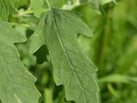 Chenopodium ficifolium 9, Stippelganzenvoet, Saxifraga-Sonja Bouwman  630. Stippelganzenvoet - Chenopodium ficifolium - Amaranthaceae familie (i)
