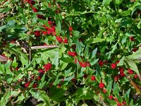 Chenopodium foliosum 10, Rode aardbeispinazie, Saxifraga-Hans Grotenhuis