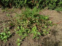 Chenopodium foliosum 11, Rode aardbeispinazie, Saxifraga-Hans Grotenhuis